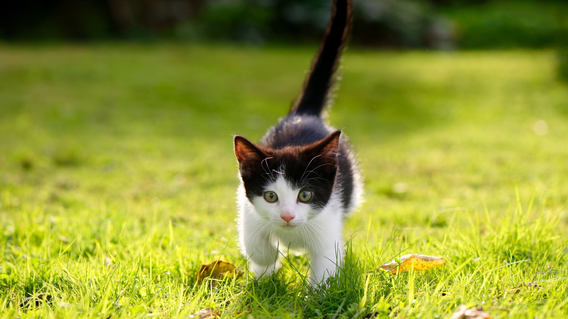 乐鱼体育平台app下载-中国篮球发展路径应坚持自我融合创新，中国篮球发展规划