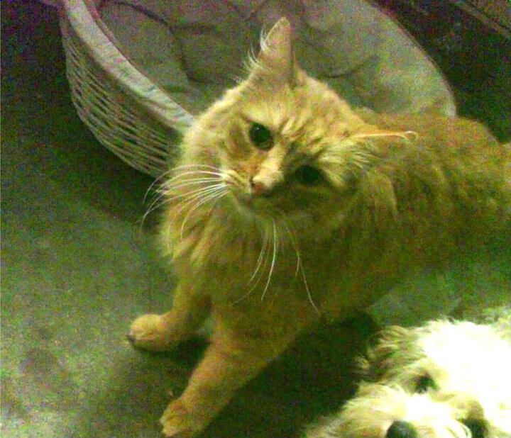 乐鱼电竞-亚冠联赛中国青年队惨败 球迷期待教练调整，亚冠青训