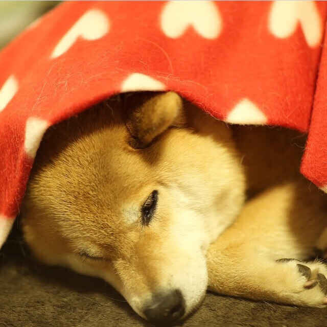 乐鱼电竞· (中国)官方网站-出发反应速度影响比赛结果分析，反应速度发展的最佳时期为