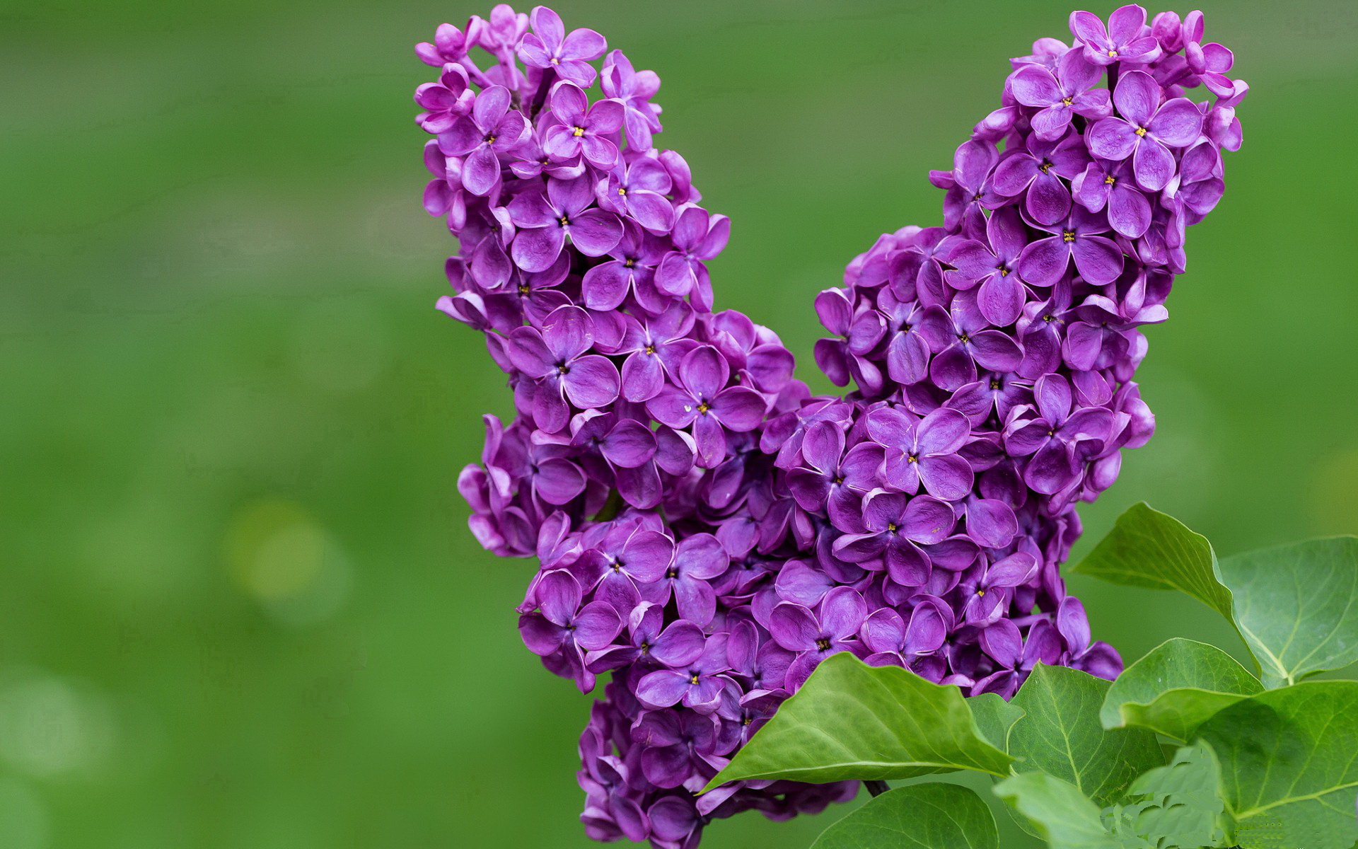 乐鱼体育App下载-勒沃库森积极拼抢打乱比赛节奏，勒沃库森比赛预测聚胜顽球汇