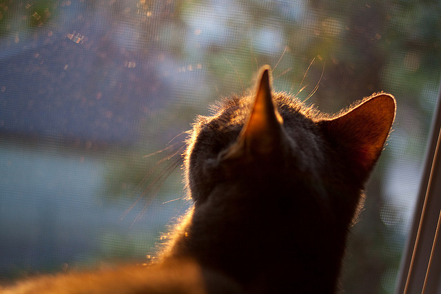 乐鱼体育App下载-女子仰泳中德日选手势均力敌，女子仰泳运动员