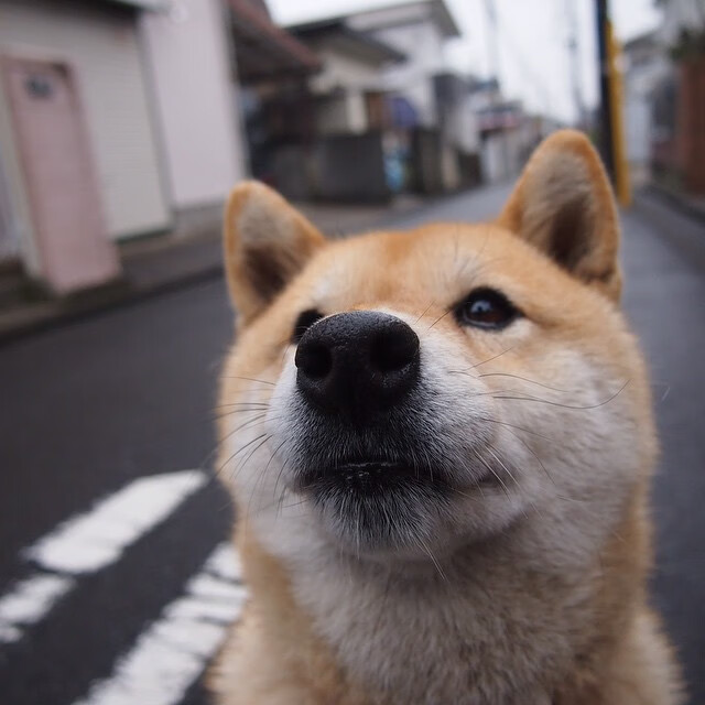 乐鱼体育APP官方下载-几内亚男篮在非洲预赛中拼搏，逐步跻身世界舞台