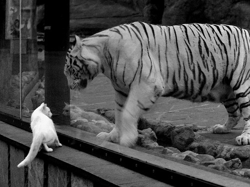 LeyuSports-德甲冠军争夺：关键战役一触即发，德甲冠军球队