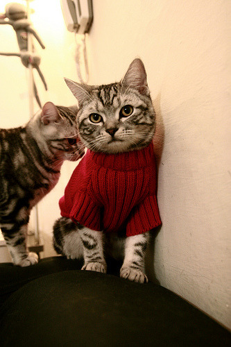 乐鱼娱乐app-意甲边路速度型球员盘点，意甲最快速度