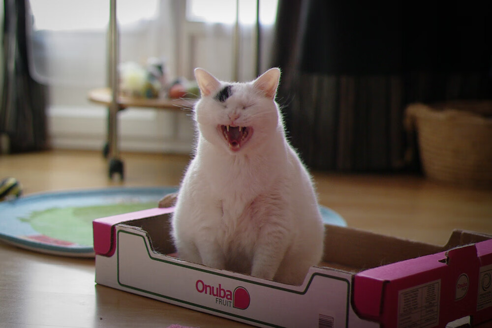 Leyu Sport登录入口-格鲁吉亚女篮在欧洲锦标赛中崭露头角，迈向国际舞台的信心倍增