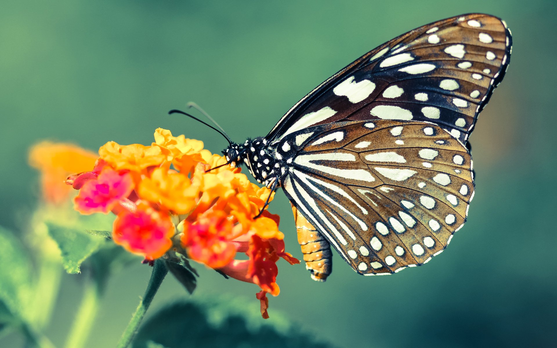 Leyu Sport下载-步行者打出团队篮球多点开花赢得掌声，步行者队怎么样