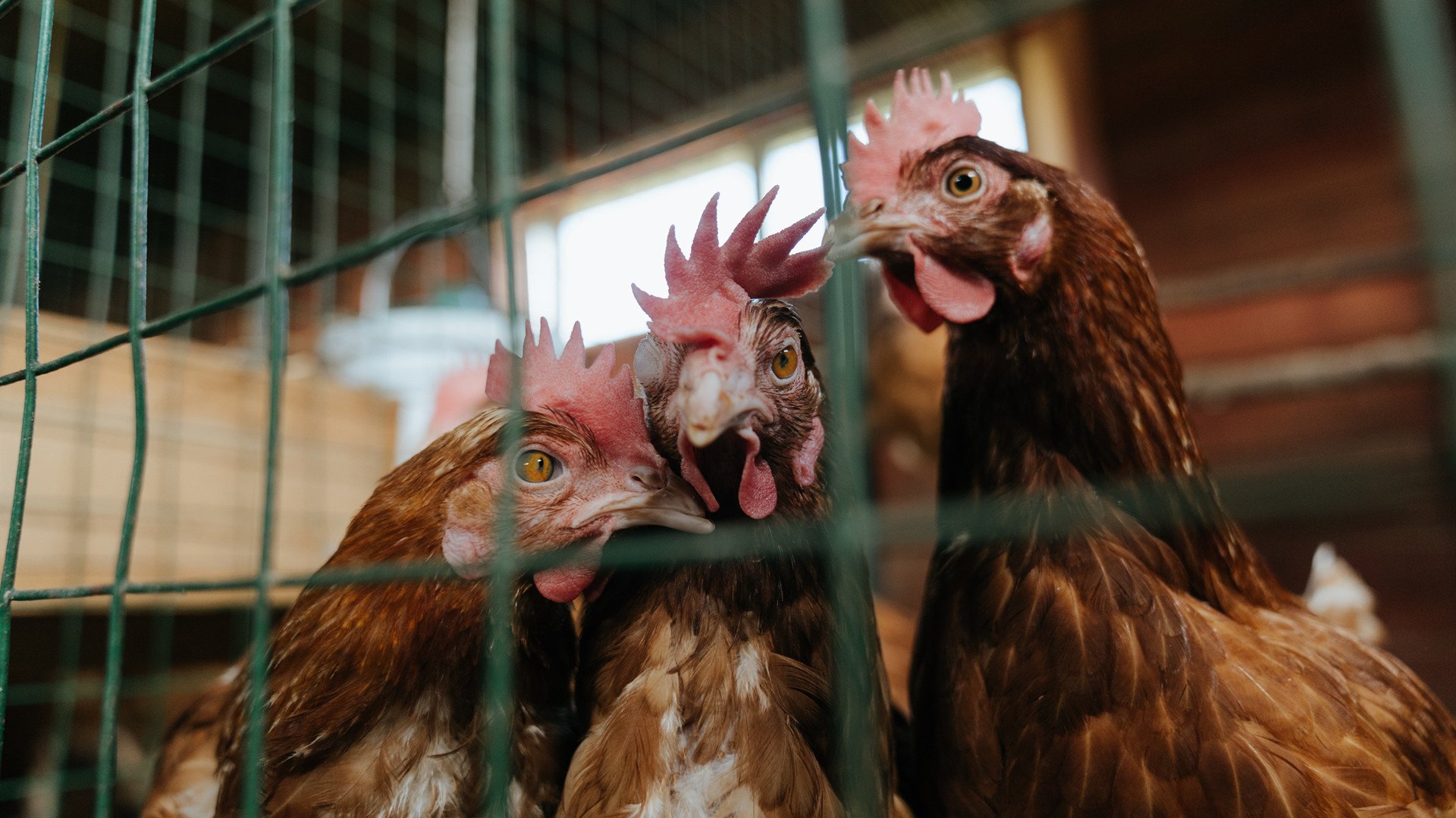 下载乐鱼体育APP-美洲杯激情四射：明星联袂演绎精彩！，美洲杯完整视频