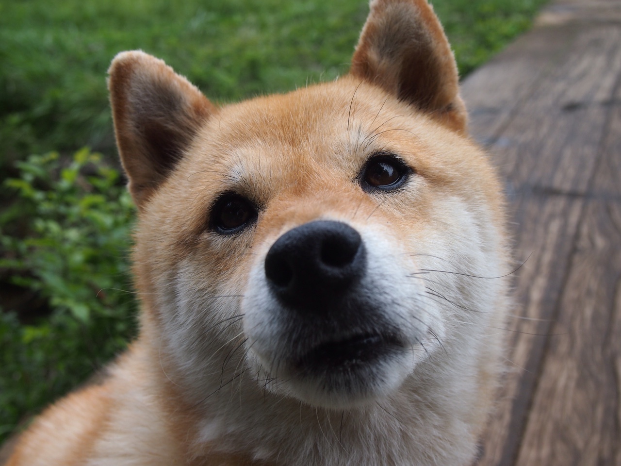 乐鱼官方登录入口-美洲杯逆转奇迹：拼搏到底的精神写照，美洲杯冠军之路