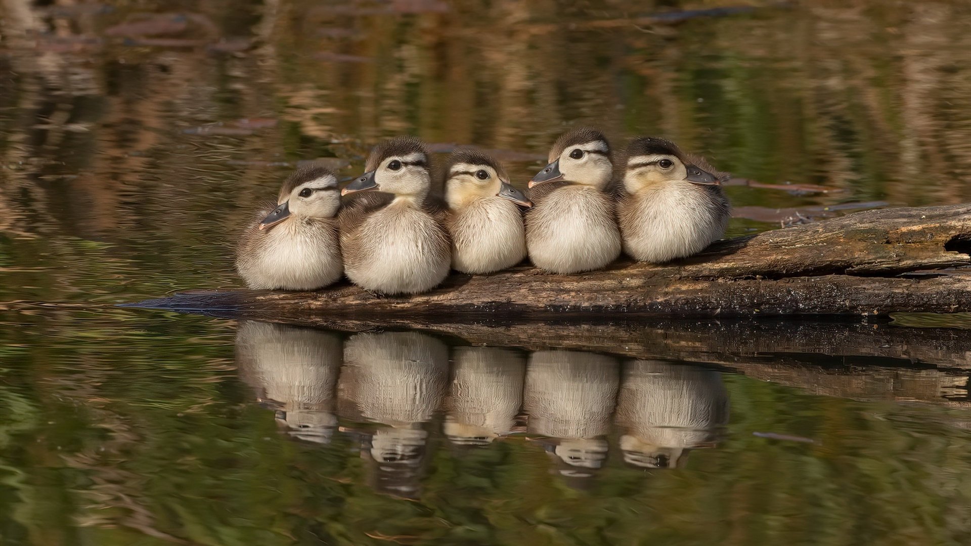 乐鱼电竞· (中国)官方网站-西甲神级扑救：门神一出，天伦地韵！，西甲传奇门将
