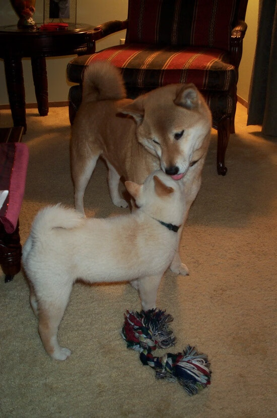 乐鱼体育(中国)官方网站-西甲高光时刻：精彩进球让人叹服！，2021西甲进球