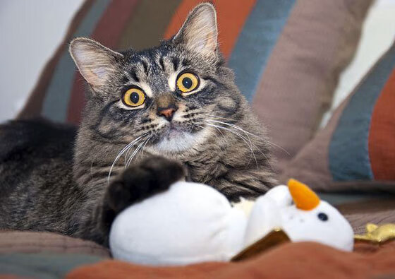 APP下载 LY Sports-足球射门技术创新研究，足球射门技术的重难点