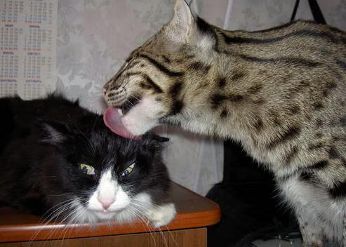 leyu乐鱼-麦基翁200米仰泳决赛技压群芳，游泳名将麦基翁